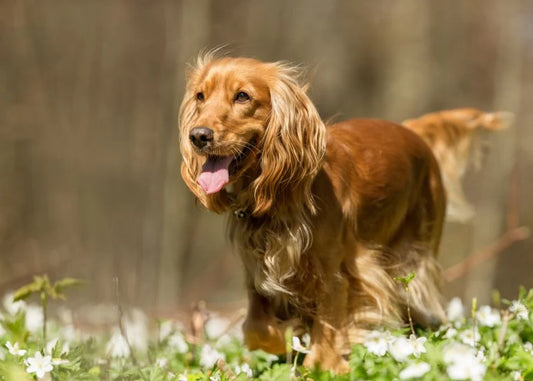 Breed-Specific Nutrition - Understanding Your Pet's Unique Dietary Needs