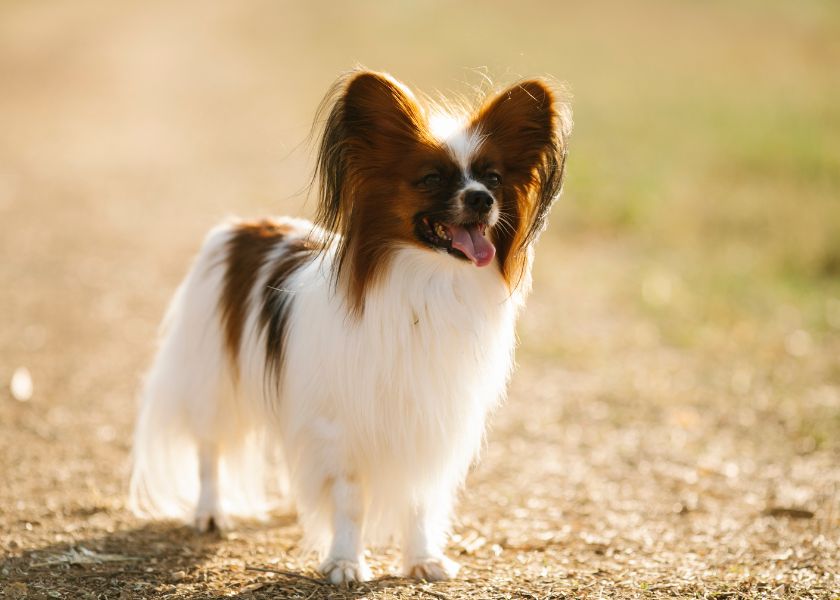 Linoleic Acid: An Essential Component for Your Dog's Well-Being